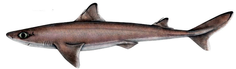 squalus megalops_07.jpg